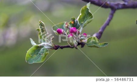 Flowering apple tree. Apple tree blooming buds. 56486731