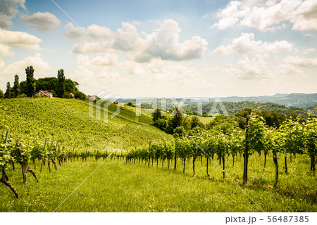 Austria, Slovenia Vineyards Sulztal Herzerl Strase 56487385