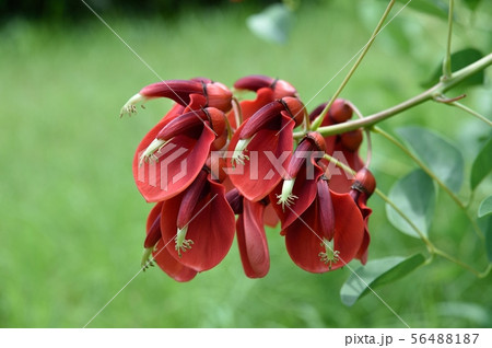 アメリカデイゴ 56488187