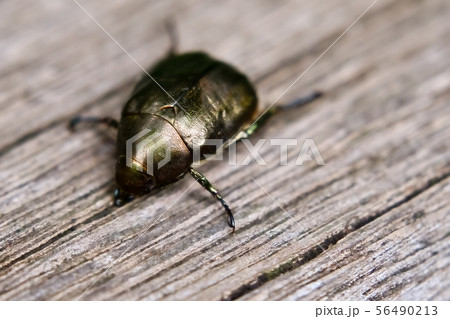 ドウガネブイブイ 56490213