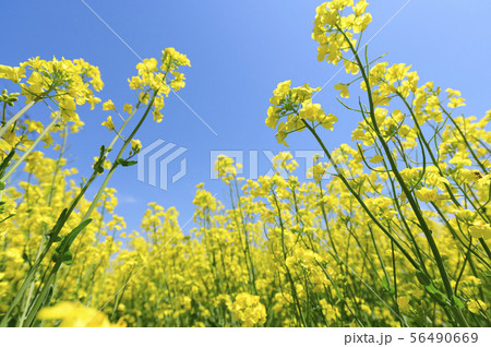 菜の花と青空 菜の花と青空 56490669