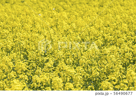 菜の花(北海道 安平) 菜の花(北海道 安平) 56490677