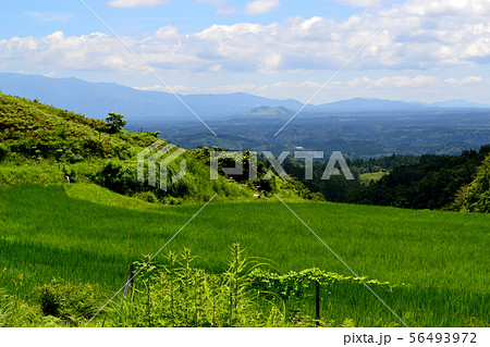 阿蘇 産山村の扇棚田 新緑の田園風景 阿蘇 産山村の扇棚田 新緑の田園風景 56493972