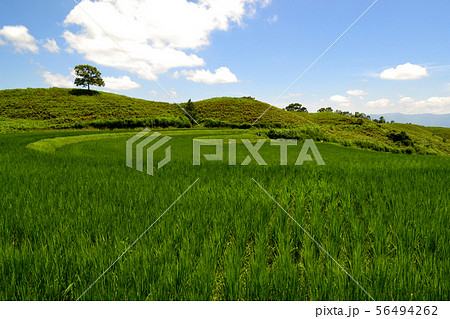 阿蘇　産山村の扇棚田　新緑の田園風景 56494262