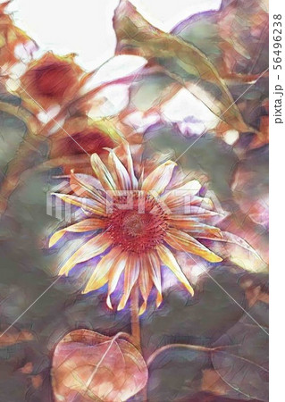 向日葵１ 56496238