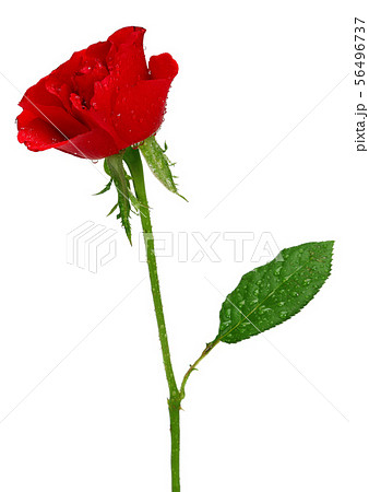 Red rose with leaves and water drop isolated Red rose with leaves and water drop isolated 56496737