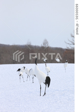 丹頂鶴 56500099