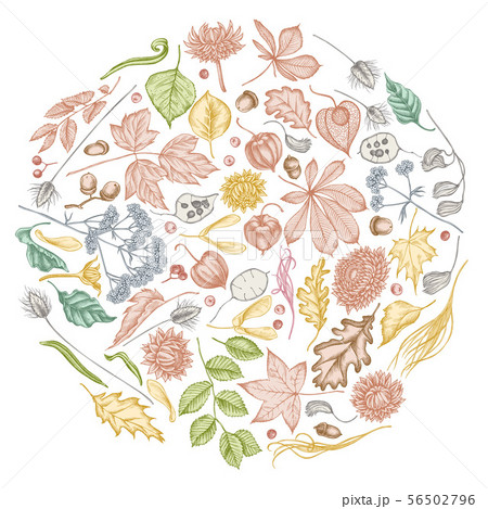Round design with pastel rowan, rowan, acorn, buckeye, fern, maple, birch, maple leaves, lagurus 56502796