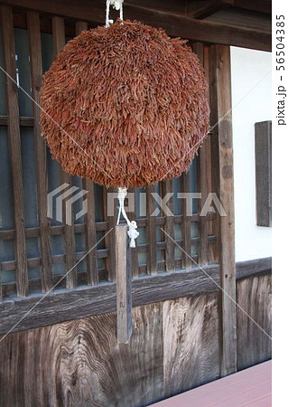 杉玉 杉玉 56504385