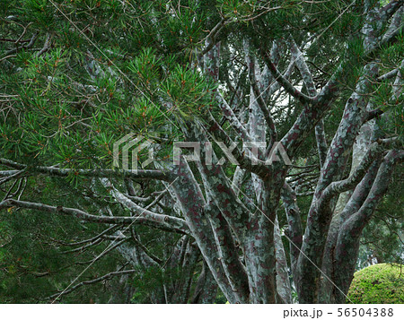 樹皮の模様が美しい白松 56504388