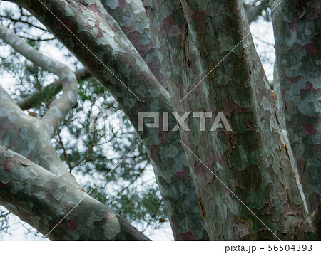 樹皮の模様が美しい白松 56504393