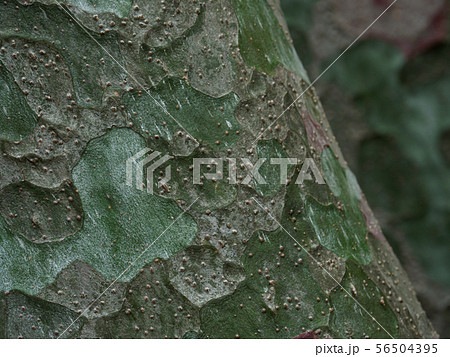 樹皮の模様が美しい白松 56504395