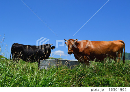 阿蘇のあか牛 56504992