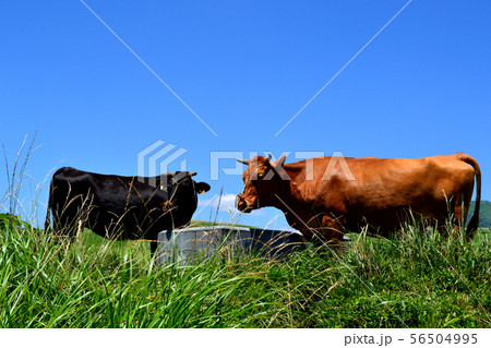 阿蘇のあか牛 56504995