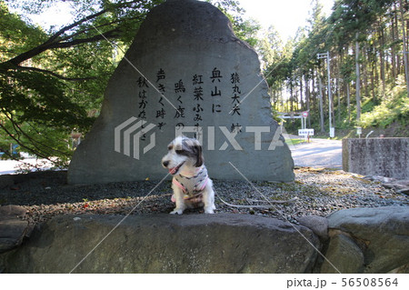 猿丸神社　犬 56508564