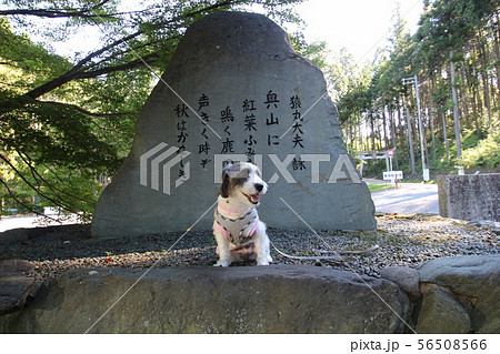 猿丸神社　犬 56508566