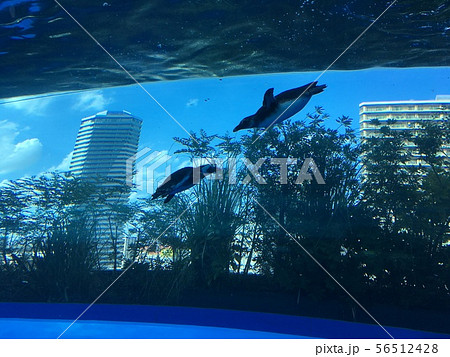 飛ぶペンギン 56512428