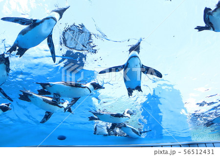 泳ぐペンギンのお腹 泳ぐペンギンのお腹 56512431