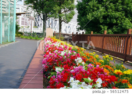 港南公園の花壇 港南公園の花壇 56512475