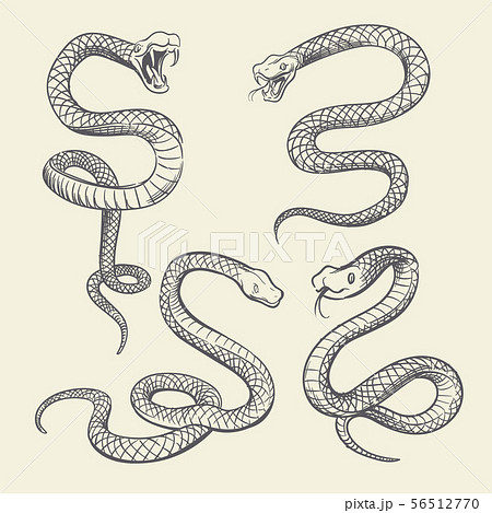 Hand Drawing Snake Set Wildlife Snakes Tattoo のイラスト素材
