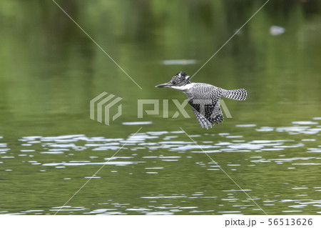 ヤマセミ ヤマセミ 56513626