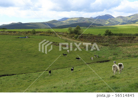 北海道 上士幌 ナイタイ高原牧場 放牧される牛 北海道 上士幌 ナイタイ高原牧場 放牧される牛 56514845