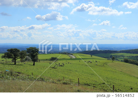 北海道 上士幌 ナイタイ高原牧場 北海道 上士幌 ナイタイ高原牧場 56514852