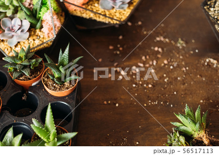 diy florarium decor specialist workplace succulent diy florarium decor specialist workplace succulent 56517113