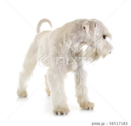 miniature schnauzer in studio 56517183