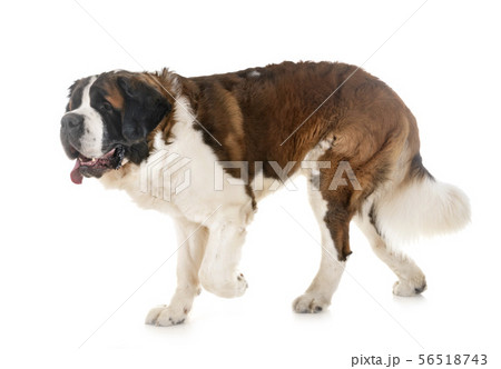 saint bernard in studio 56518743