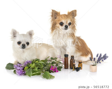 alternative medicine for dog 56518772