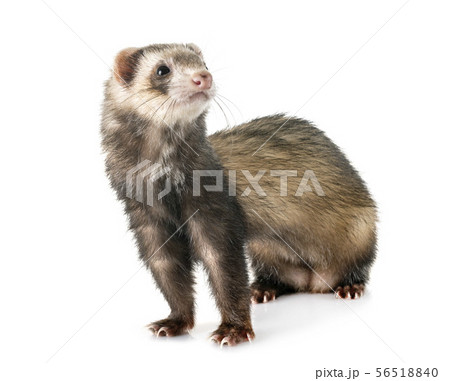 brown ferret in studio 56518840