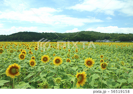 栃木県益子町 ひまわり畑 栃木県益子町 ひまわり畑 56519158
