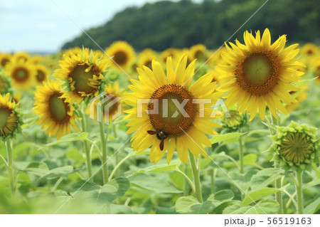栃木県益子町 ひまわり畑 栃木県益子町 ひまわり畑 56519163