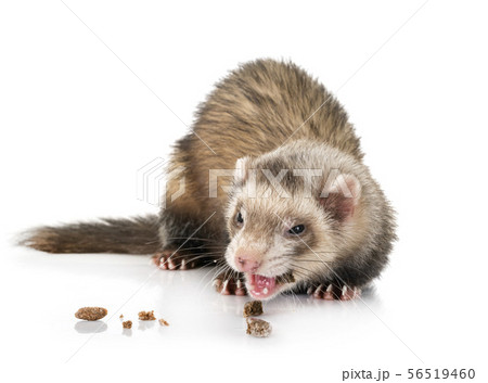 brown ferret in studio brown ferret in studio 56519460