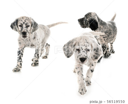 puppy english setter puppy english setter 56519550