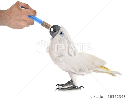 White cockatoo eating White cockatoo eating 56522343