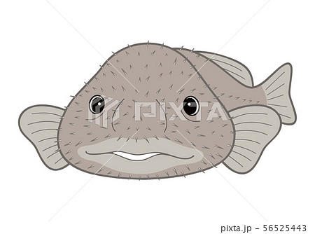 ブロブフィッシュ ニュウドウカジカ 深海魚 キャラクター ベクターイラストのイラスト素材