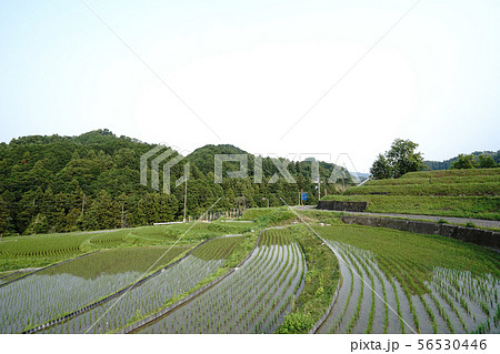 千早赤坂村の風景 56530446