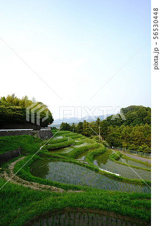 千早赤坂村の風景 56530448