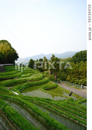 千早赤坂村の風景 56530450