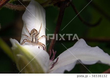 Brown spider is perched on bloom of white flower 56536132