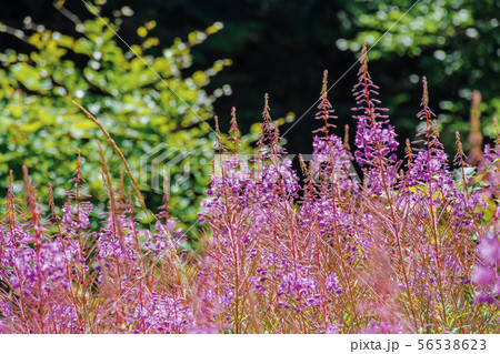 willow herb purple flowers closeup 56538623