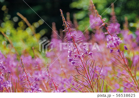 willow herb purple flowers closeup willow herb purple flowers closeup 56538625