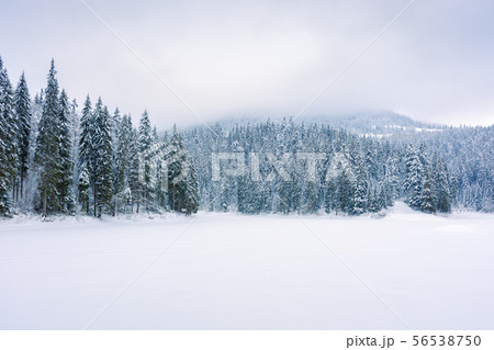 coniferous forest on snow covered lake coniferous forest on snow covered lake 56538750