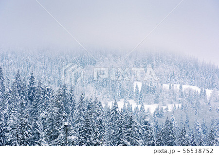 coniferous forest in snow and hoarfrost 56538752