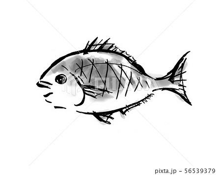 鯛 魚 魚介類 メデタイ お正月 手書き 筆書き 手描き めでたい めで鯛 墨絵 縁起物 赤 魚 のイラスト素材