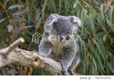 コアラの子ども(赤ちゃん) 56541955