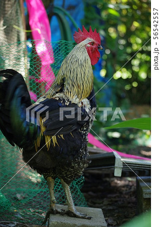 さつま鶏 さつま鶏 56542557