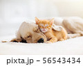 Cat and dog sleeping. Puppy and kitten sleep. 56543434